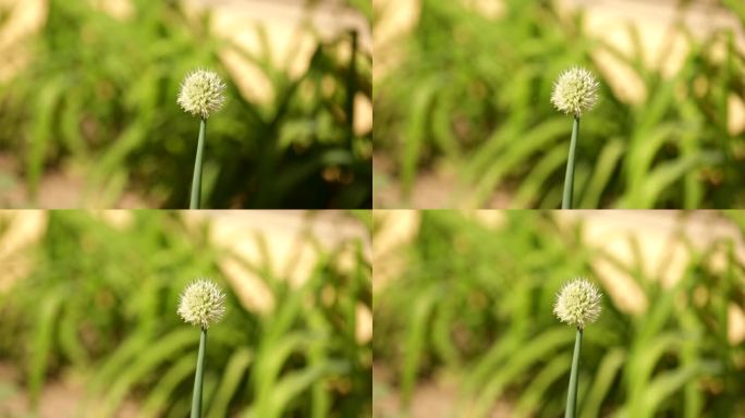 金银花藤金银花开花中药材草药花草茶