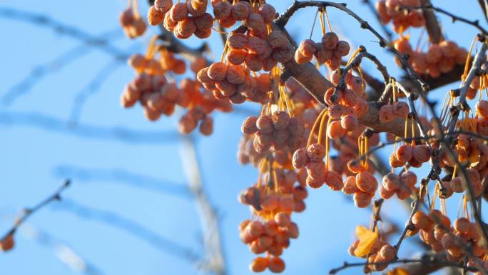 秋天的银杏果