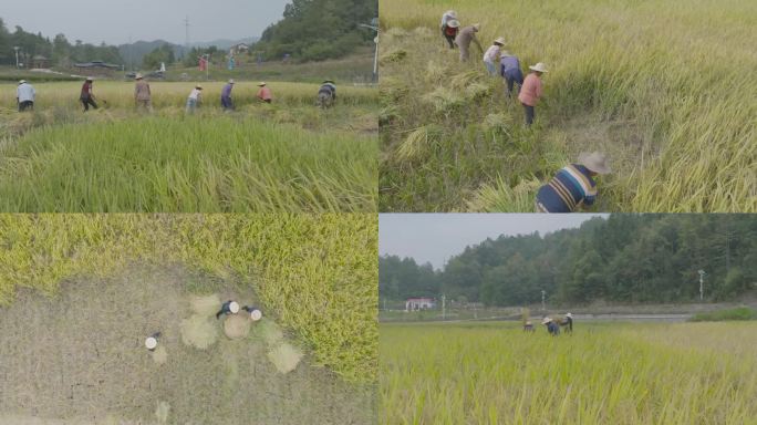 收割稻谷 乡村振兴 水稻