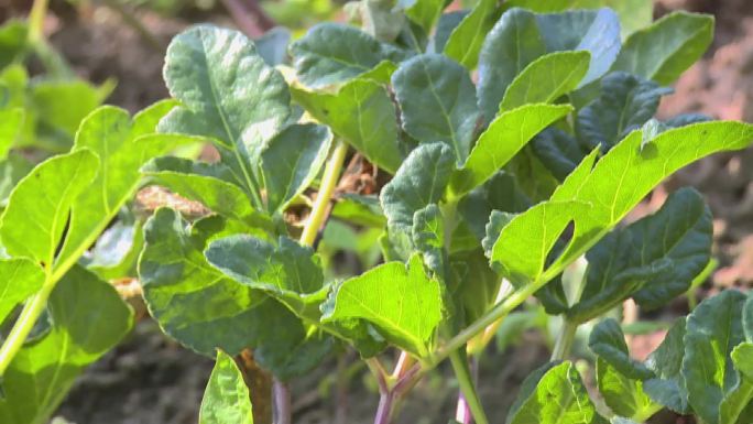 菜苗豌豆藤大棚种植蔬菜人参苗