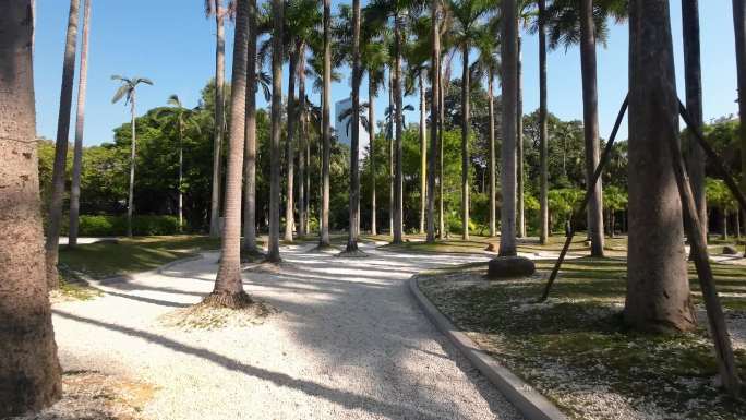 南湖公园棕榈树