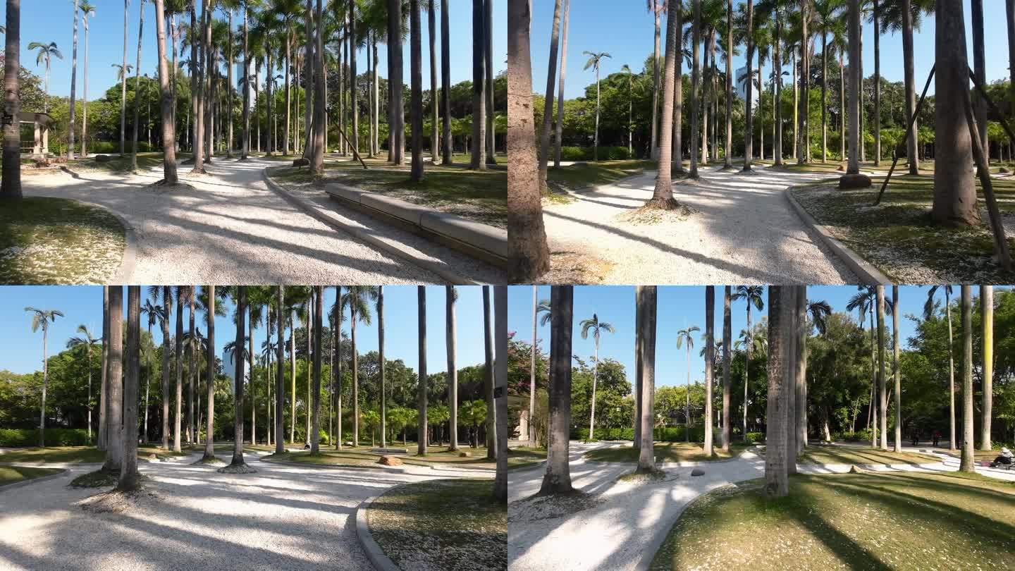 南湖公园棕榈树