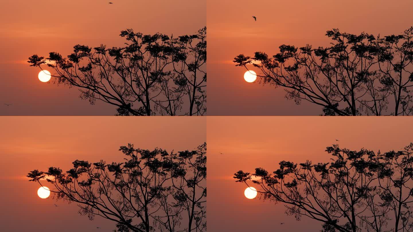 夕阳鸟飞-慢镜头