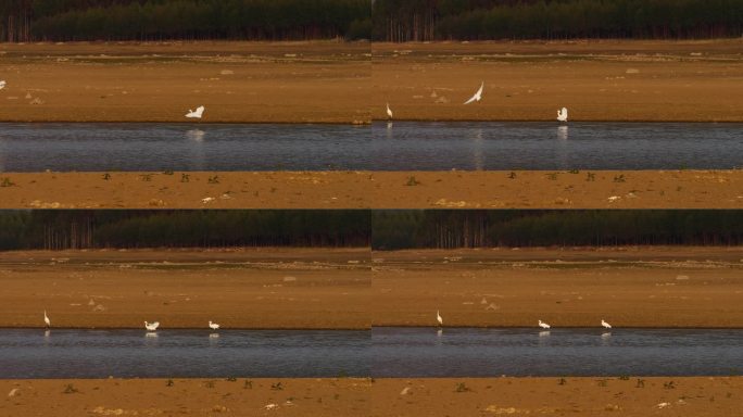 湖泊 湿地 鸟类 活动