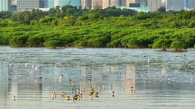 4K航拍深圳福田红树林湿地保护区候鸟自然