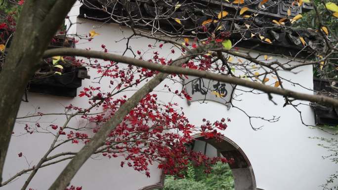 白墙旁的红枫