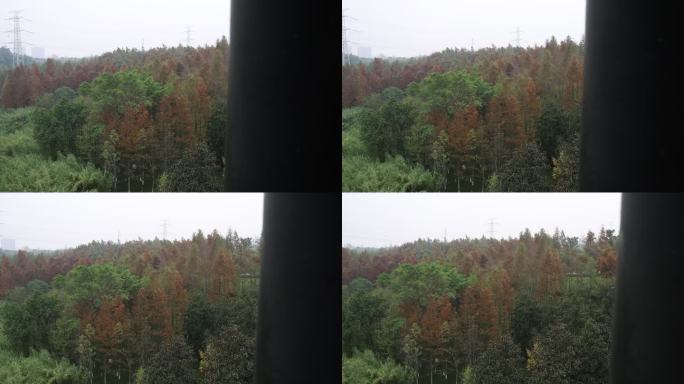 秋天多彩的树林