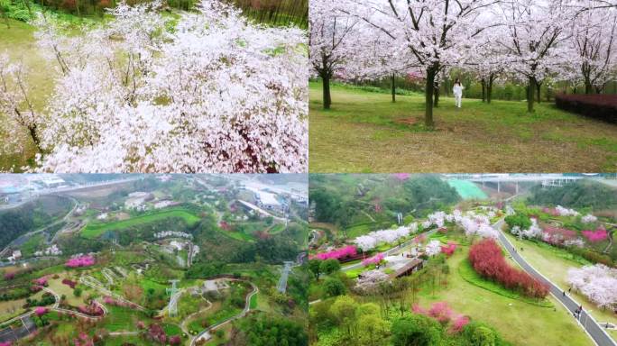 贵州贵阳龙洞堡航拍樱花素材1080p