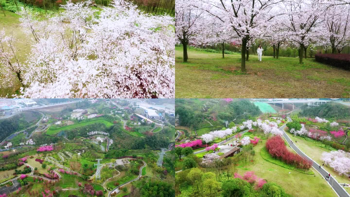 贵州贵阳龙洞堡航拍樱花素材1080p