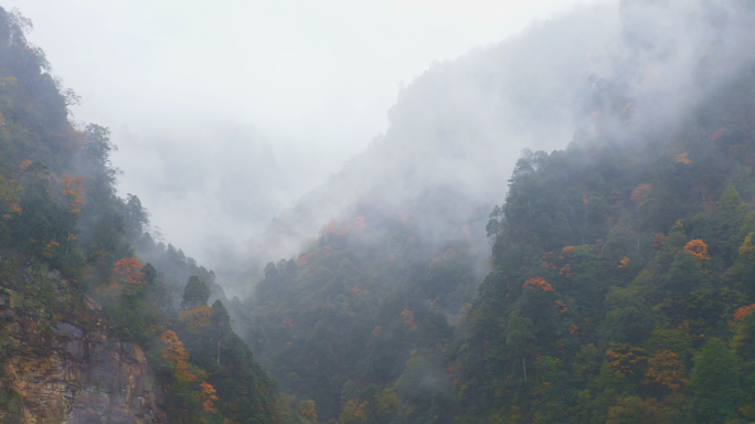 雾气原始森林 雾凇