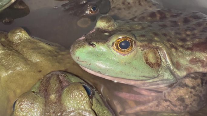 池子里的新鲜牛蛙