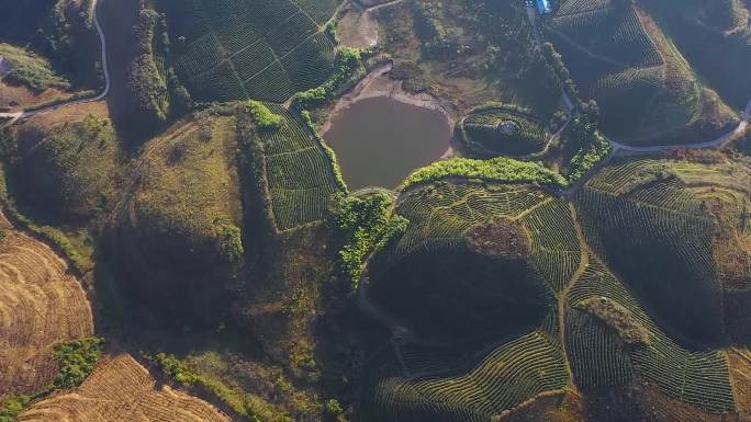 航拍高山茶园基地合集1