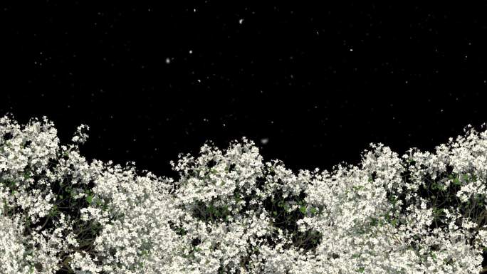 梨花树枝生长飘花落花-带透明通道
