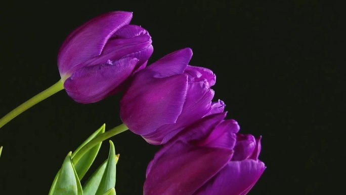 紫色郁金香开花延时摄影