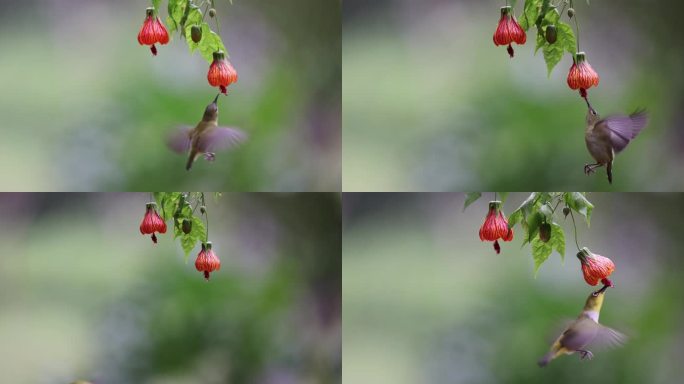 花与鸟人与自然