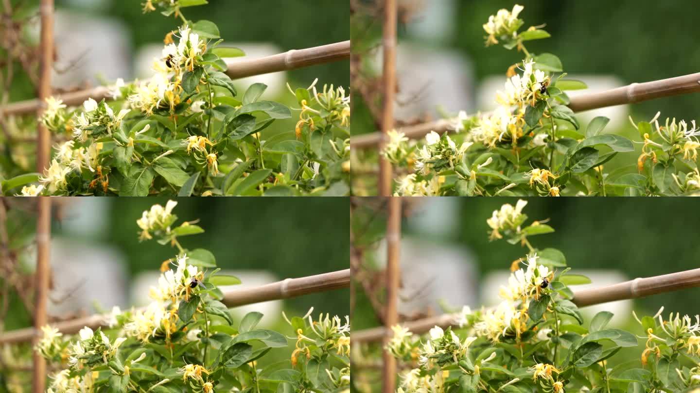 金银花藤金银花开花中药材草药花草茶