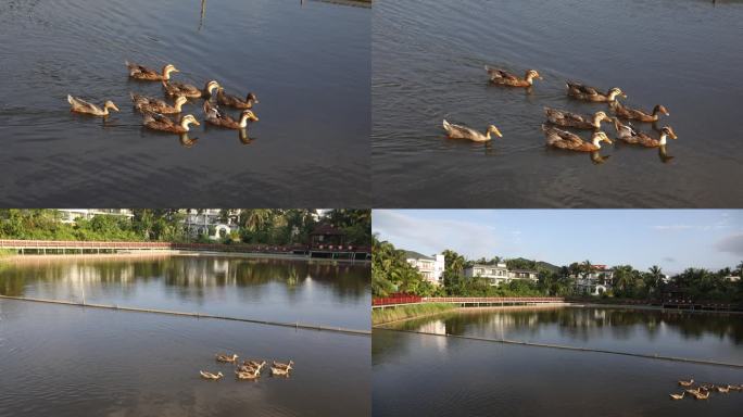 池塘游水的鸭群