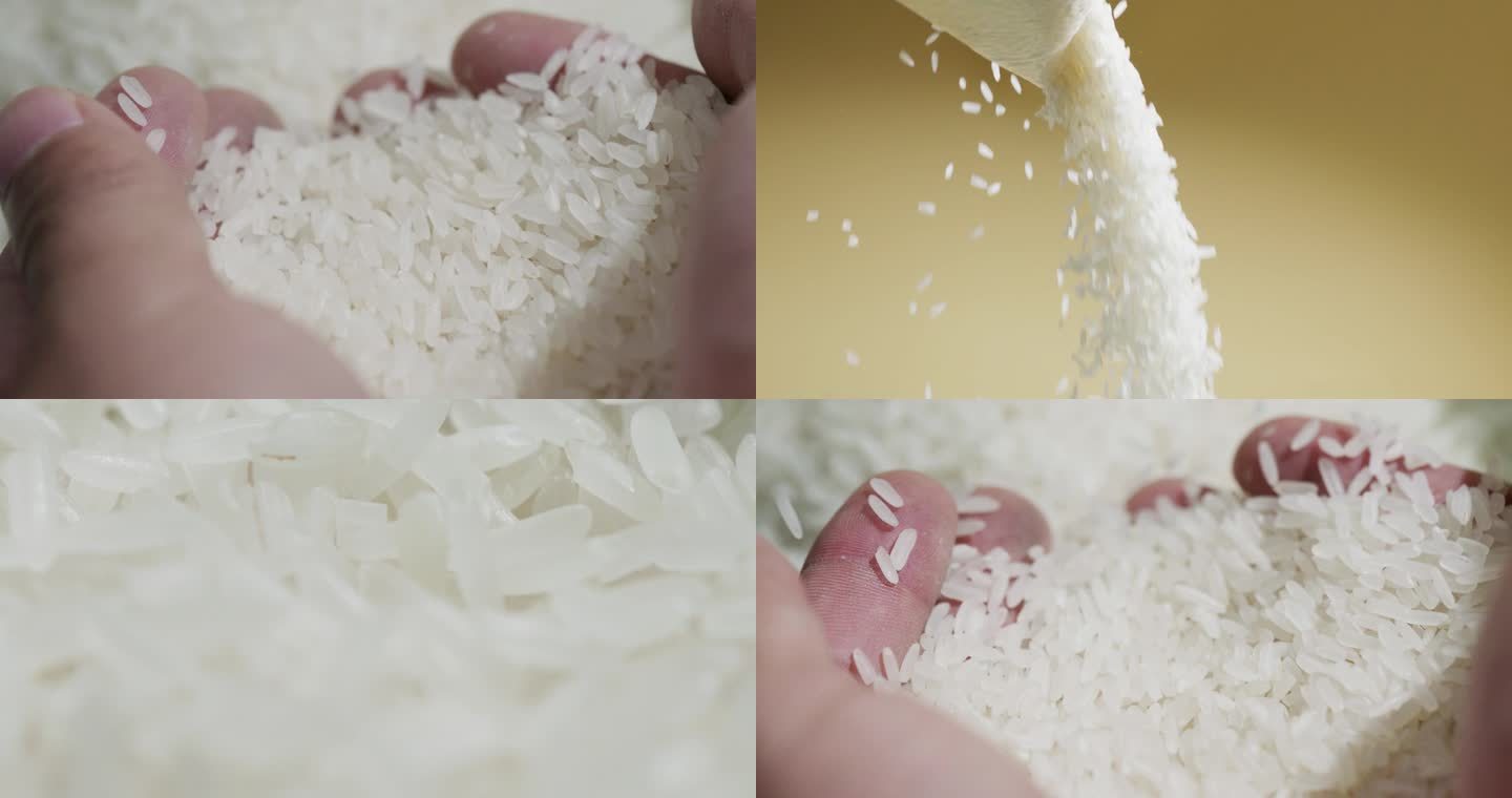 大米丰收收获粮食五常大米升格慢动作