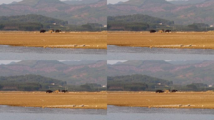 乡村 农村 牛车 风景 素材