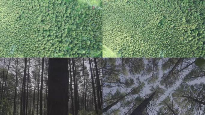 4K原始森林视频素材