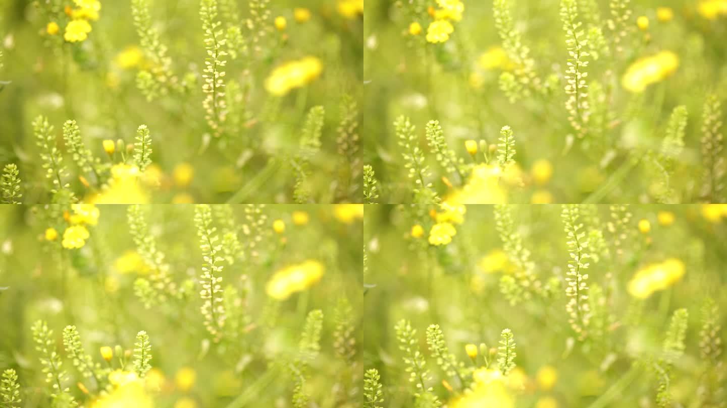 春天田野里的黄色小花野花