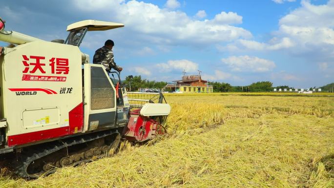 乡村振兴 水稻机械化收割