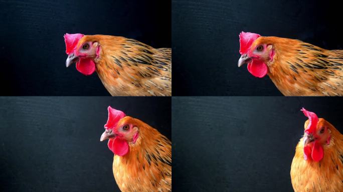 鸡-镜头素材
