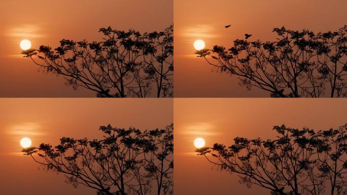 夕阳小鸟