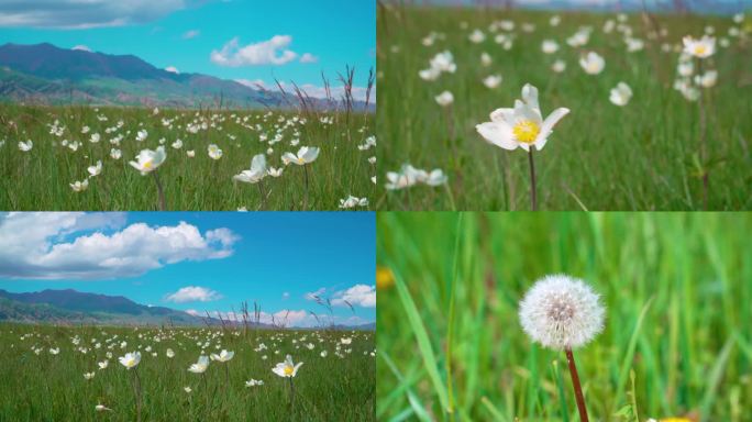 新疆 赛里木湖 花海  夏季 4K