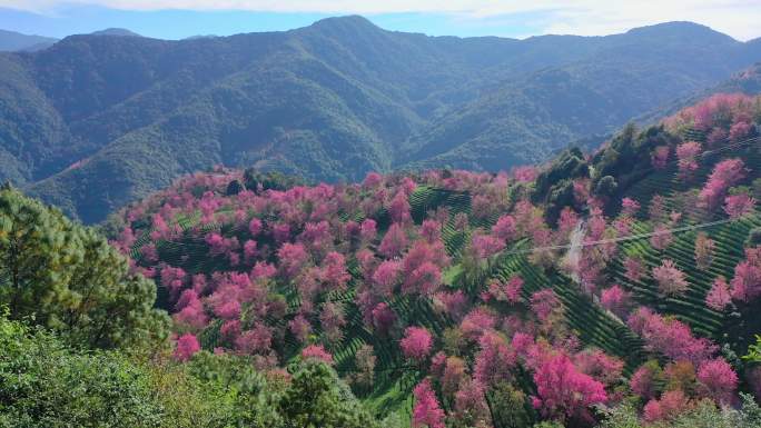 大理无量山樱花谷航拍