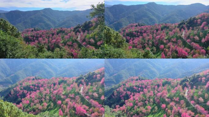 大理无量山樱花谷航拍