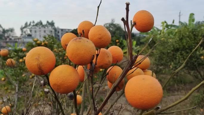 熟透了的柑橘果 黄橙橙的柑橘果成熟的水果
