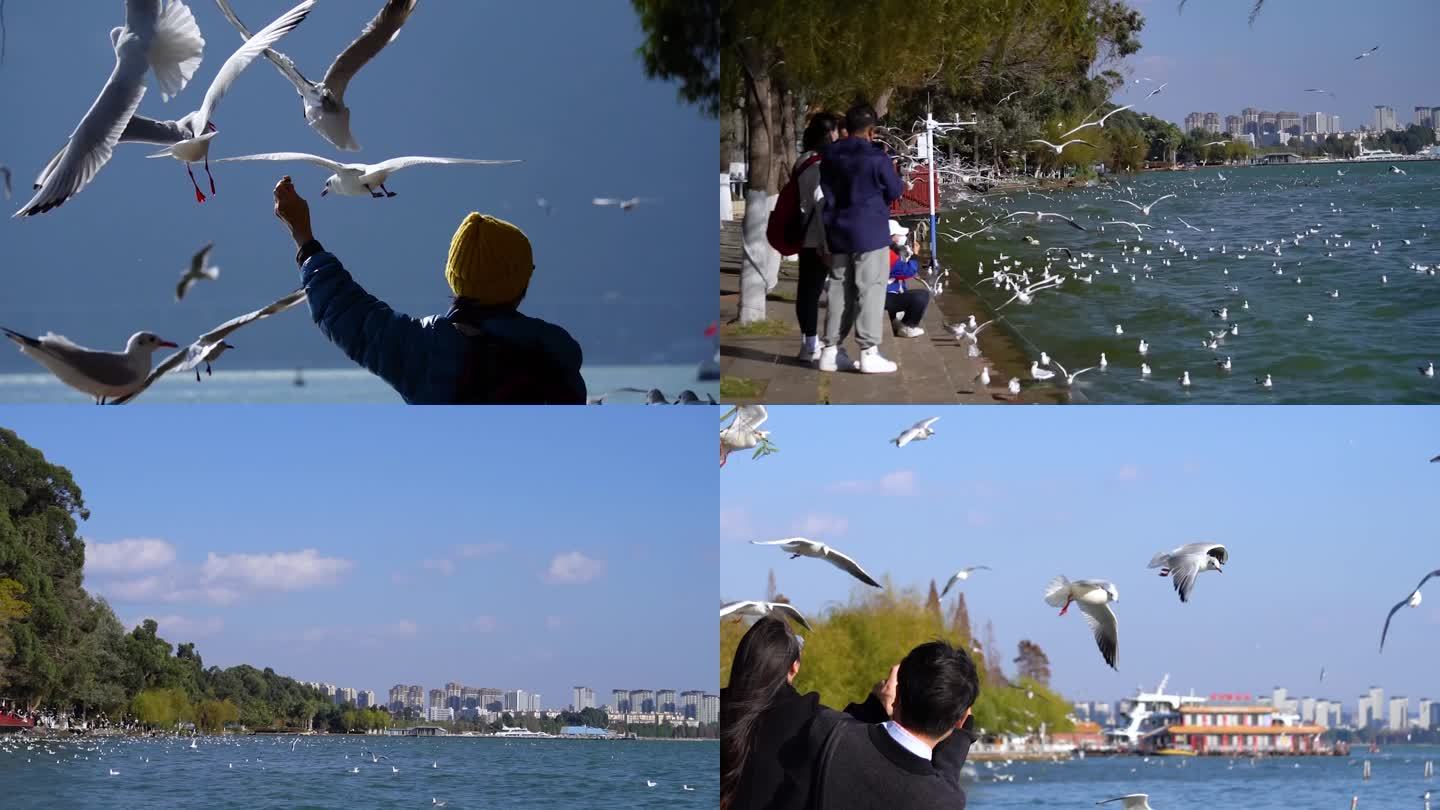 昆明海埂公园喂海鸥景观