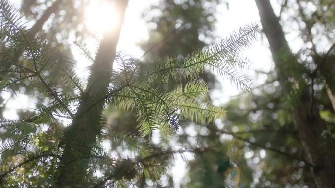 阳光树林深山野外空镜松树针叶林植被暖温带