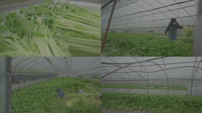 人工采摘蔬菜芹菜 大棚蔬菜4K