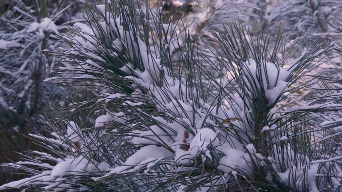 冬季唯美悲凉松枝松针被雪覆盖升格空镜头