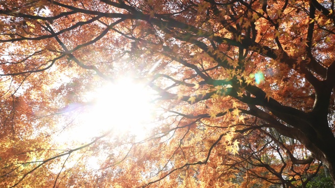阳光穿过秋天红枫树叶