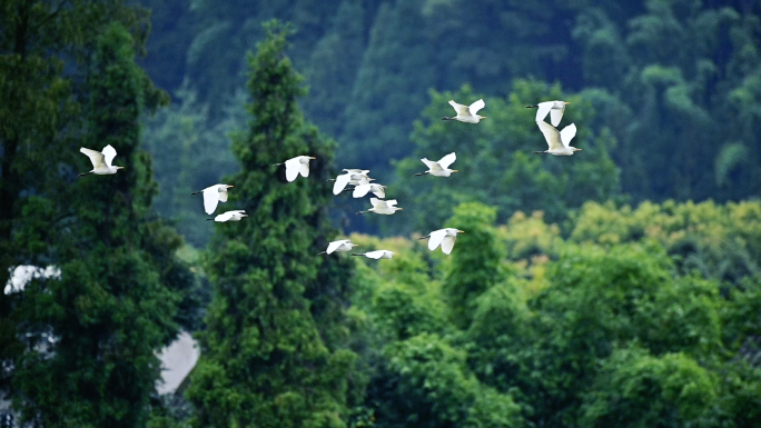 珍稀鸟类白鹭成群飞翔