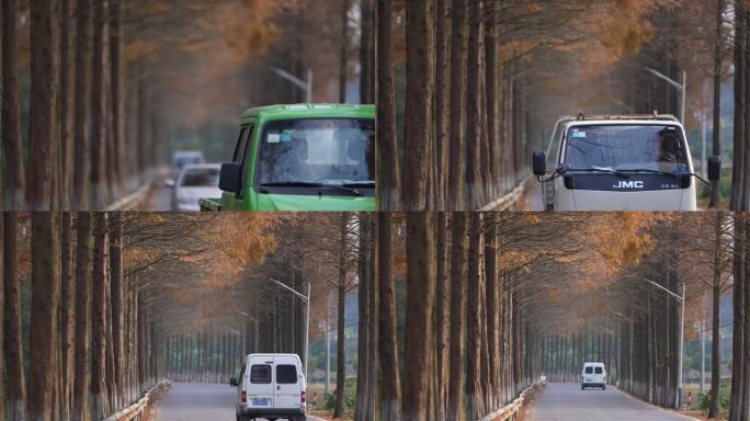 秋天水杉行道树黄叶车辆乡村道路公路实拍