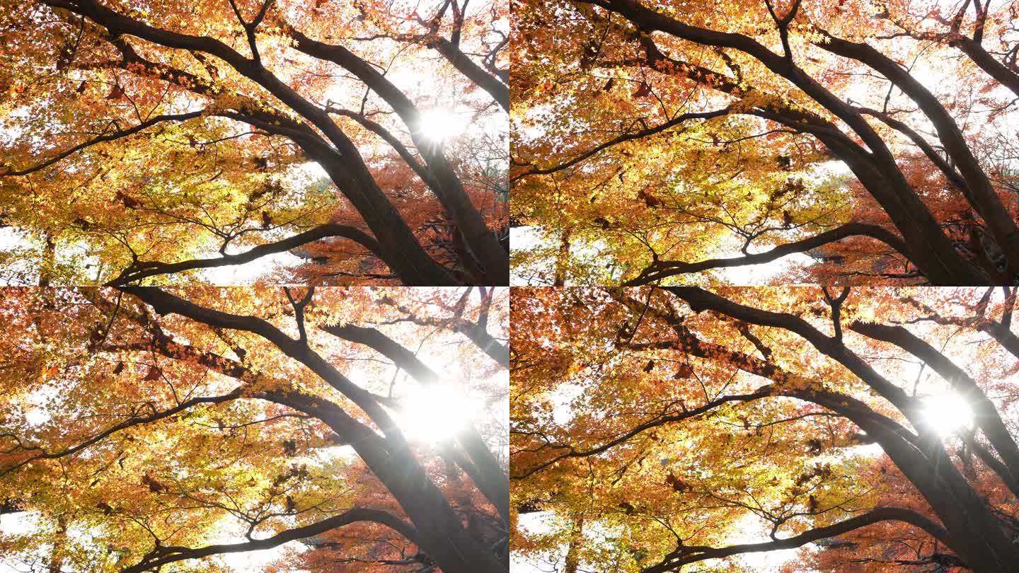 阳光穿过秋天红枫树叶