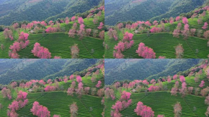 大理无量山樱花谷航拍