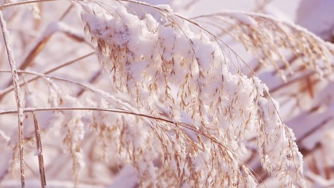 冬季唯美悲凉芦苇絮被雪覆盖升格空镜头