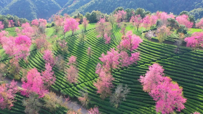 大理无量山樱花谷航拍