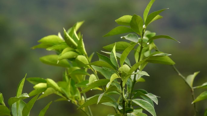 雨后的绿色植物