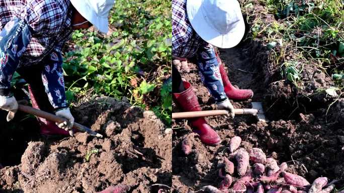 挖番薯 挖红薯 西瓜红红薯