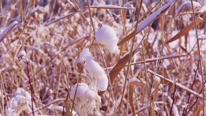 冬季唯美悲凉芦苇絮被雪覆盖升格空镜头