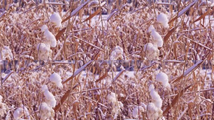 冬季唯美悲凉芦苇絮被雪覆盖升格空镜头