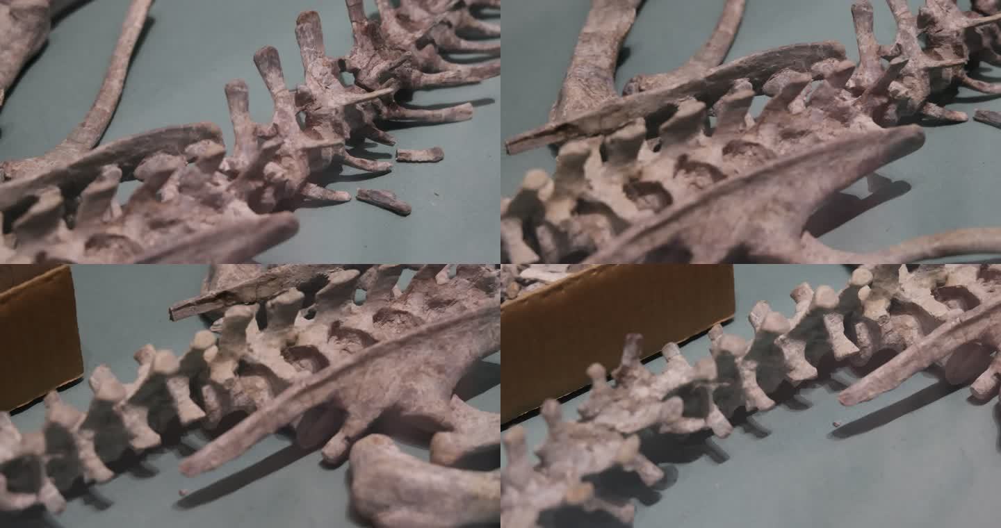 恐龙化石：鹦鹉嘴龙