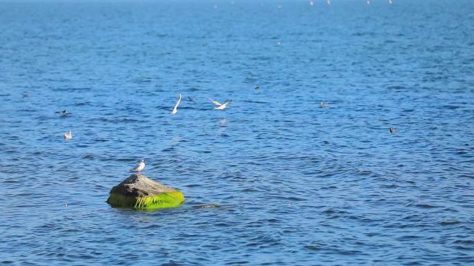 大理洱海海鸥野鸭
