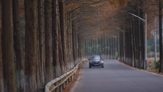 秋天乡村农村公路道路行道树水杉车辆行驶